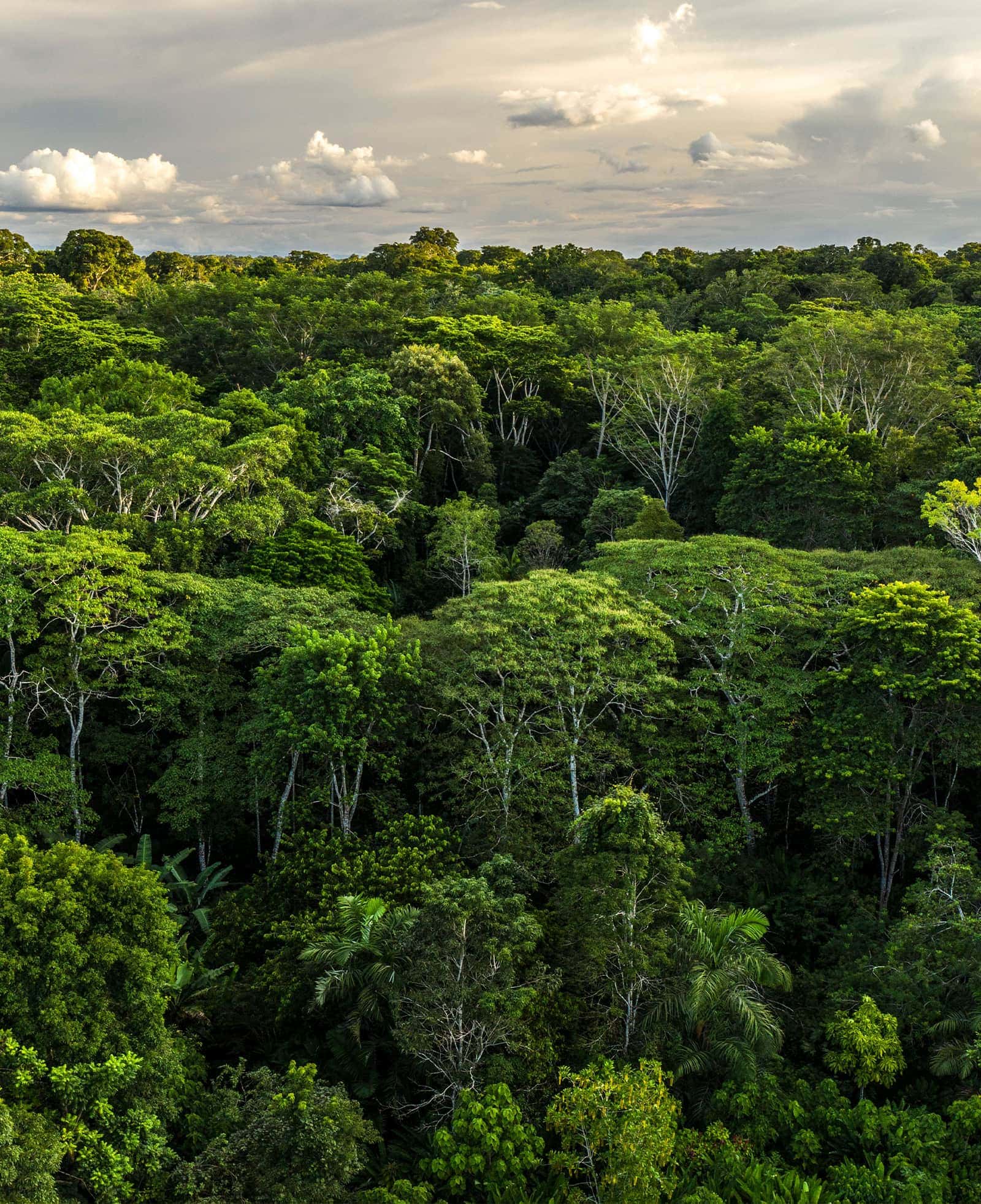 Apart-zeroCO2-Corporate-Tree-Image-05